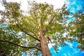 Trusted Westminster, TX Tree Services Experts